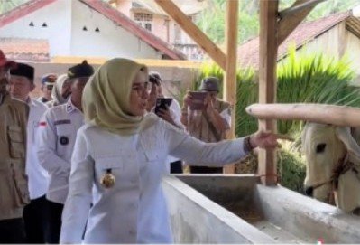 _Nanda Indira Apresiasi Warga Pesawaran Kembangkan Peternakan Sapi Mandiri_