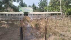 Penyertaan Modal Desa Rp.204 Juta ke BUMDes Mada Jaya Sejahtera Tahun 2025 Jadi Sorotan, Kondisi Hidroponik Terbengkalai