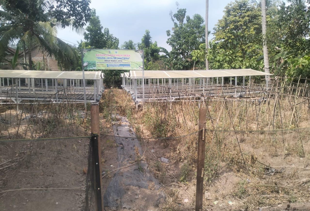 Penyertaan Modal Desa Rp.204 Juta ke BUMDes Mada Jaya Sejahtera Tahun 2025 Jadi Sorotan, Kondisi Hidroponik Terbengkalai
